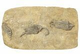 Fossil Crinoid Plate (Two Species) - Crawfordsville, Indiana #243933-1